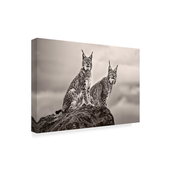 Xavier Ortega 'Two Lynx On Rock' Canvas Art,16x24